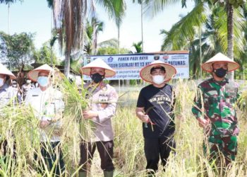 Bupati Anwar Sadat Beserta Forkompimda Panen Raya Padi