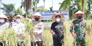 Bupati Anwar Sadat Beserta Forkompimda Panen Raya Padi