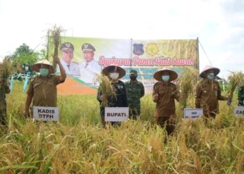 Selesai Panen Raya, Bupati UAS Launching Beras Kampung Pembengis