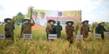 Selesai Panen Raya, Bupati UAS Launching Beras Kampung Pembengis