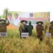 Selesai Panen Raya, Bupati UAS Launching Beras Kampung Pembengis
