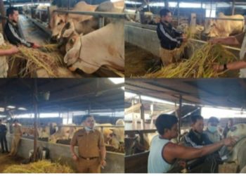 Jelang Idul Adha, Disnakkan Sungai Penuh Pantau Stok dan Cek Kesehatan Hewan Qurban
