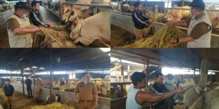 Jelang Idul Adha, Disnakkan Sungai Penuh Pantau Stok dan Cek Kesehatan Hewan Qurban