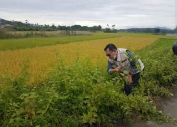 Walikota Ahmadi Pimpin Gotong Royong Jumat Bersih