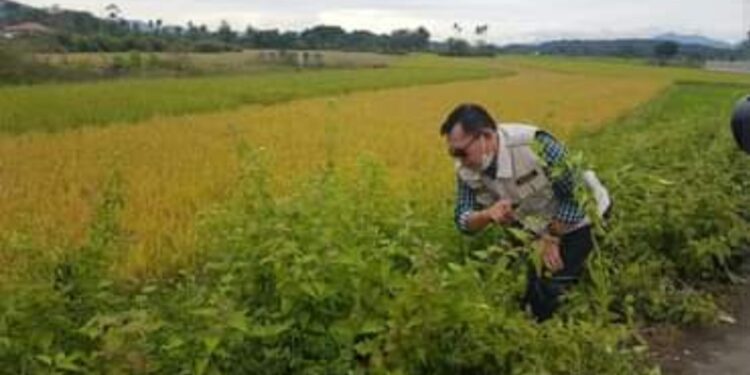 Walikota Ahmadi Pimpin Gotong Royong Jumat Bersih