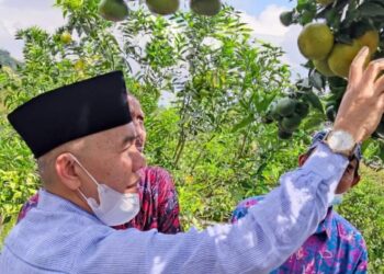 Bupati Adirozal Tinjau Perkebunan Jeruk di Kerinci