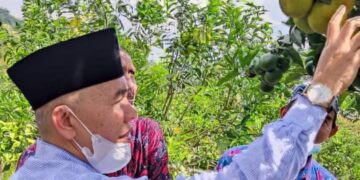 Bupati Adirozal Tinjau Perkebunan Jeruk di Kerinci