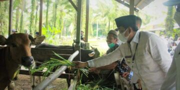 Bupati UAS Tinjau Peternakan Sapi Kelompok Tani Anggrek Di Desa Adi Jaya