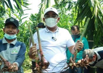 Bupati UAS Lakukan Panen Raya Kebun Laos