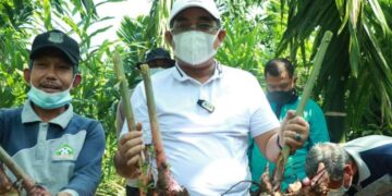 Bupati UAS Lakukan Panen Raya Kebun Laos