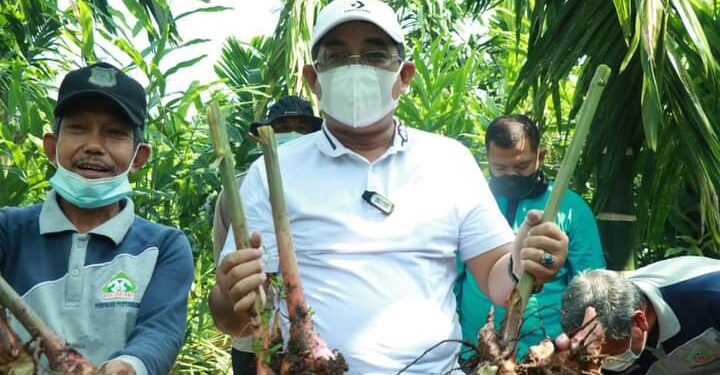 Bupati UAS Lakukan Panen Raya Kebun Laos