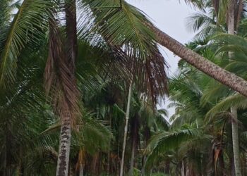 Kondisi Jaringan JTR PLN Mengkhawatirkan, Warga Harap PLN Kuala Tungkal Segera Lakukan Perbaikan