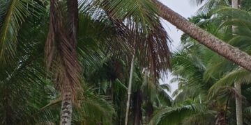 Kondisi Jaringan JTR PLN Mengkhawatirkan, Warga Harap PLN Kuala Tungkal Segera Lakukan Perbaikan