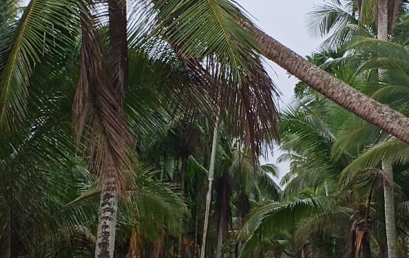 Kondisi Jaringan JTR PLN Mengkhawatirkan, Warga Harap PLN Kuala Tungkal Segera Lakukan Perbaikan