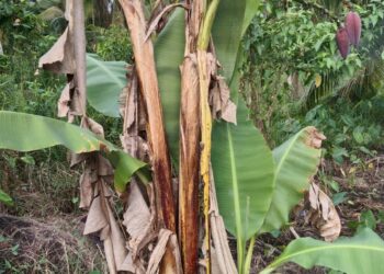 Ajaib! Pohon Pisang Bercabang Tiga, dan Memiliki Tiga Tandan Buah Ditemukan di Tanjab Barat