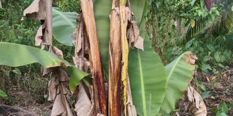 Ajaib! Pohon Pisang Bercabang Tiga, dan Memiliki Tiga Tandan Buah Ditemukan di Tanjab Barat