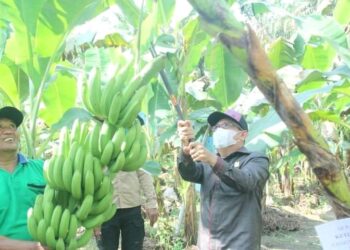 Lakukan Panen Perdana, Bupati UAS Apresiasi dan Dorong Petani Budidaya Pisang Cavendish