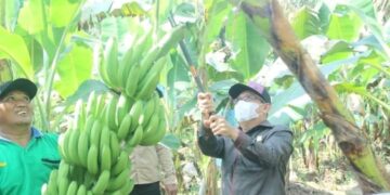 Lakukan Panen Perdana, Bupati UAS Apresiasi dan Dorong Petani Budidaya Pisang Cavendish