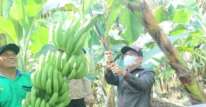 Lakukan Panen Perdana, Bupati UAS Apresiasi dan Dorong Petani Budidaya Pisang Cavendish
