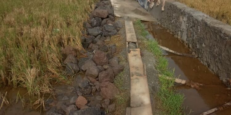 Disinyalir Bangun Irigasi Tanpa Pondasi, Proyek Anak Anggota Dewan Sungai Penuh Ini Diminta Warga Segera Dibongkar