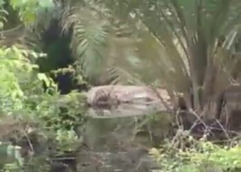 Dampak Banjir di Bramitam, Belasan Buaya Muara Muncul di Perkebunan Warga