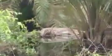 Dampak Banjir di Bramitam, Belasan Buaya Muara Muncul di Perkebunan Warga