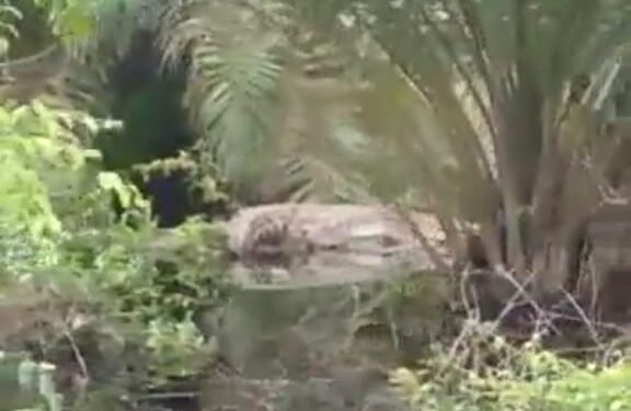 Dampak Banjir di Bramitam, Belasan Buaya Muara Muncul di Perkebunan Warga