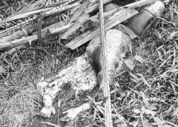 Masyarakat Desa Tanjung Tayas Dihebohkan dengan Penemuan Mayat yang Membusuk