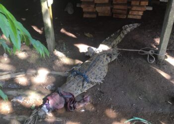 Meresahkan, Seekor Buaya Ditangkap Warga Jati emas