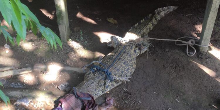 Meresahkan, Seekor Buaya Ditangkap Warga Jati emas