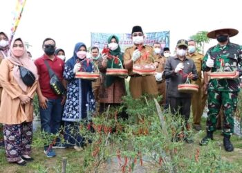 Panen Raya Cabai Merah, Bupati UAS Harap Bisa Tingkatkan Pendapatan Petani