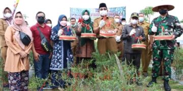 Panen Raya Cabai Merah, Bupati UAS Harap Bisa Tingkatkan Pendapatan Petani