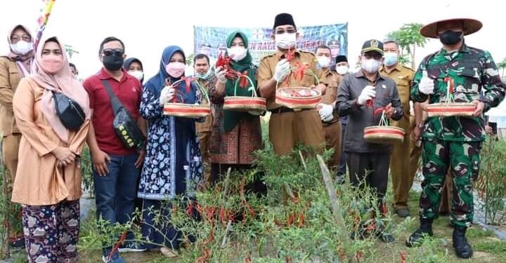 Panen Raya Cabai Merah, Bupati UAS Harap Bisa Tingkatkan Pendapatan Petani