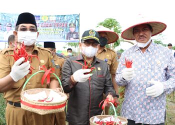 Ketua DPRD Tanjab Barat Hadiri Panen Raya Cabai Merah di Desa Lubuk Terentang