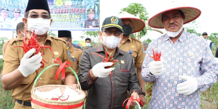 Ketua DPRD Tanjab Barat Hadiri Panen Raya Cabai Merah di Desa Lubuk Terentang