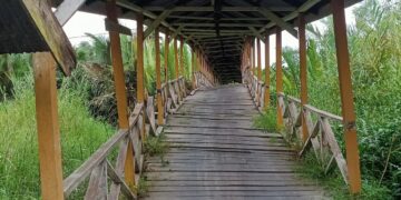 Ancam Keselamatan Warga, Kondisi Jembatan Kayu Desa Sungai Gebar Hampir Ambruk