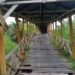 Ancam Keselamatan Warga, Kondisi Jembatan Kayu Desa Sungai Gebar Hampir Ambruk