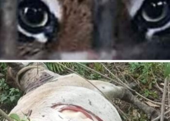 Satu Sapi Milik Warga Kerinci Tewas Diterkam Harimau, Masyarakat Diminta Hati-hati