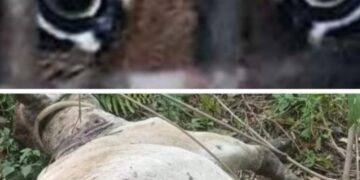 Satu Sapi Milik Warga Kerinci Tewas Diterkam Harimau, Masyarakat Diminta Hati-hati