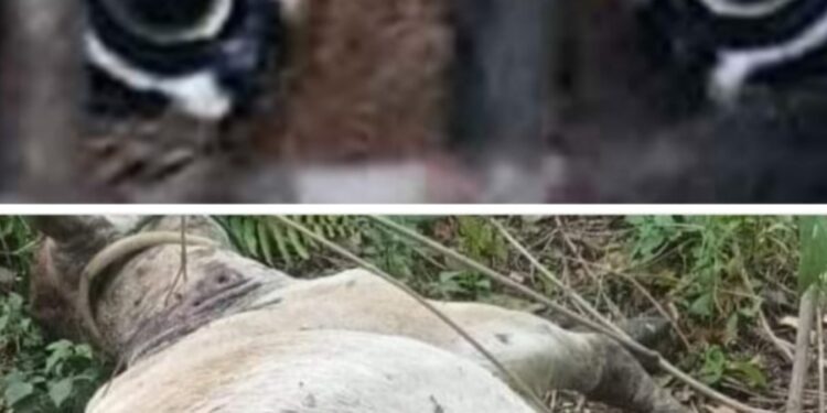 Satu Sapi Milik Warga Kerinci Tewas Diterkam Harimau, Masyarakat Diminta Hati-hati