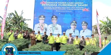 Bupati Bersama Gubernur Laksanakan Gerakan Panen Cabai Merah Kelompok Tani Bangun Karya Desa Lubuk Terentang