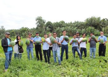 Anggota DPRD Fraksi Pdip Tanjab Barat Ikut Panen Buah Semangka Bersama PT LPPPI