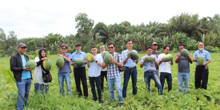 Anggota DPRD Fraksi Pdip Tanjab Barat Ikut Panen Buah Semangka Bersama PT LPPPI