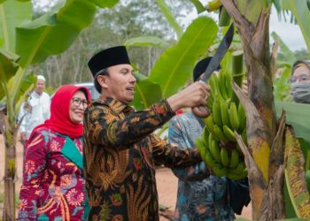 Ketua DPRD Edi Purwanto Bersama Anggota Komisi V DPR RI Panen Pisang