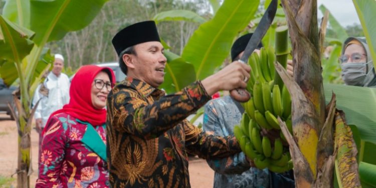 Ketua DPRD Edi Purwanto Bersama Anggota Komisi V DPR RI Panen Pisang