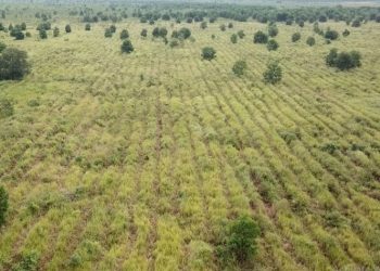 SKK Migas – PetroChina Hijaukan Ratusan Hektar Hutan Gambut dan Hutan Kota