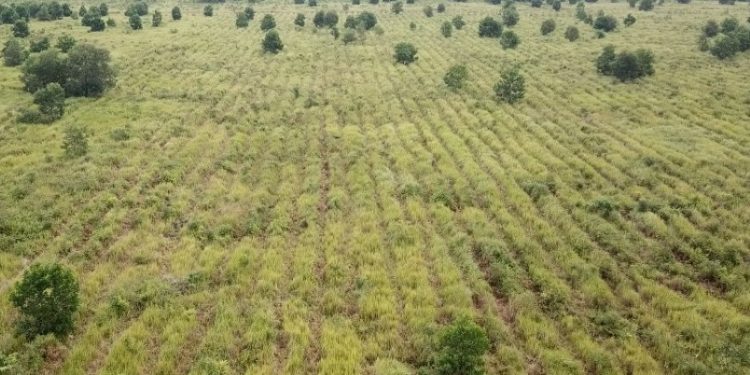 SKK Migas – PetroChina Hijaukan Ratusan Hektar Hutan Gambut dan Hutan Kota