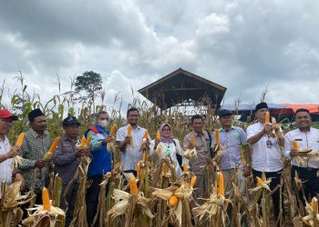 Wujudkan Ketahanan Pangan, Kelompok Tani Binaan SKK Migas – Pertamina EP Jambi Field Gelar Panen Raya Jagung