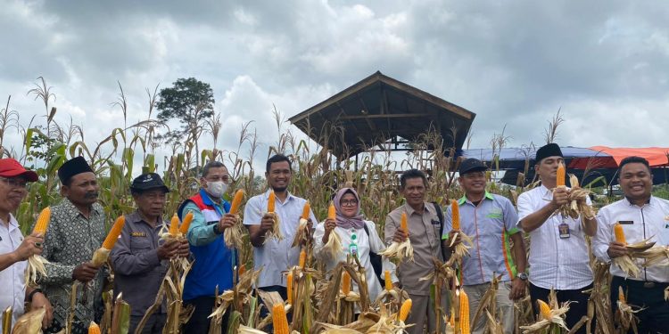 Wujudkan Ketahanan Pangan, Kelompok Tani Binaan SKK Migas – Pertamina EP Jambi Field Gelar Panen Raya Jagung