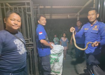 Cepat Tanggap, Petugas Damkar Berhasil Amankan Ular Kobra yang Masuk Rumah Warga